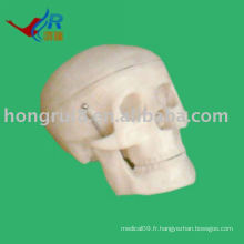 Modèle ISO Small Skull, modèle anatomique de la crâne anatomique